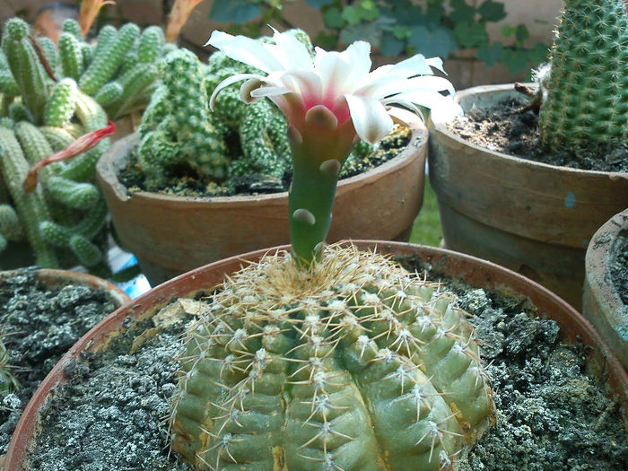 2013.06.22 - Gymnocalycium quehlianum