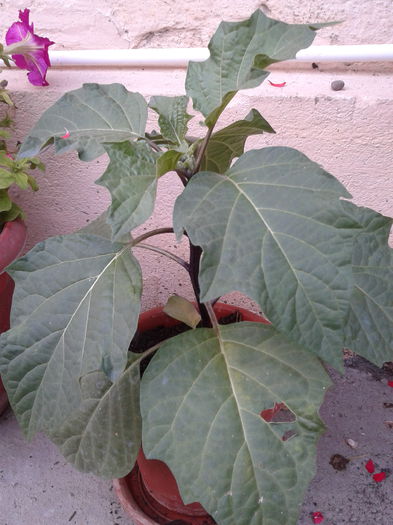 datura galbena dubla