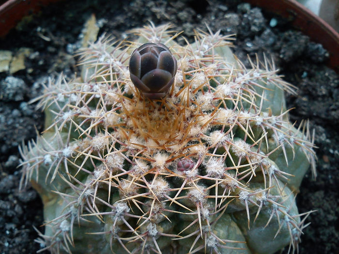 2013.06.08 - Gymnocalycium quehlianum