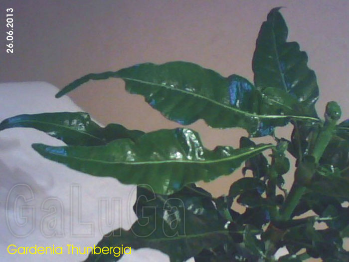 Gardenia Thunbergia; Detaliu frunze

