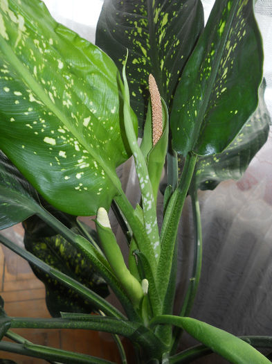 dieffe2 - Plante