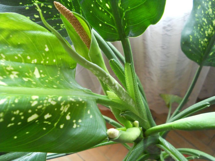 dieffe3 - Plante