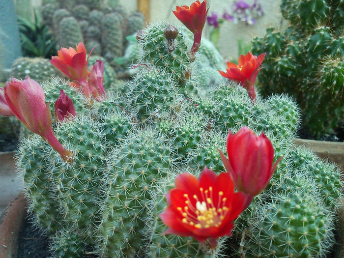 2013.06.22 - Rebutia fulviseta