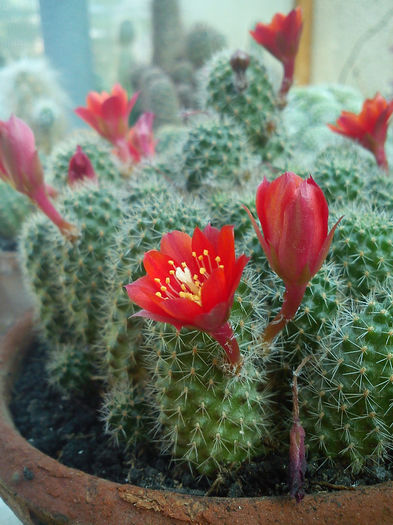 2013.06.22 - Rebutia fulviseta