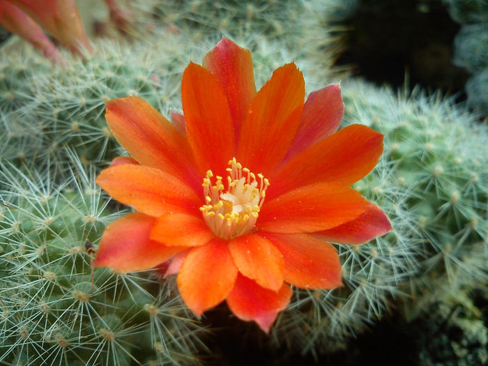 2013.06.22 - Rebutia fiebrigii