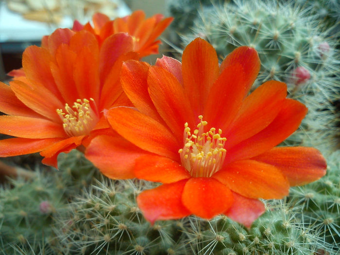 2013.06.22 - Rebutia fiebrigii