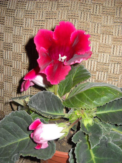 Defience - 1GLOXINIA- 2013