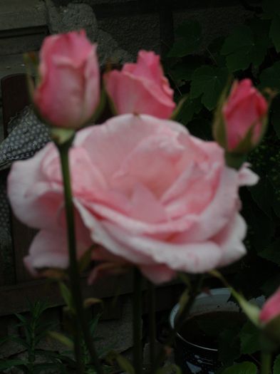 P6210458; sunt a mamei mele
