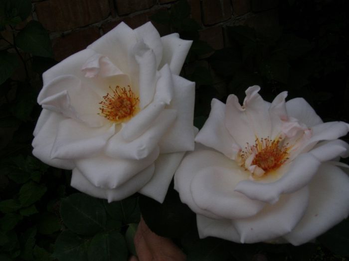 P6210454; ai mamei mele
