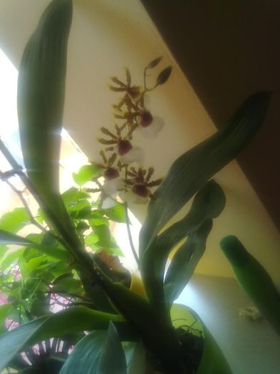 Oncidium - Orhidee