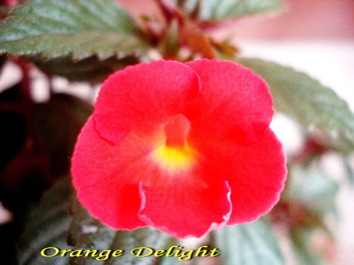 Orange Delight (27-06-2013)