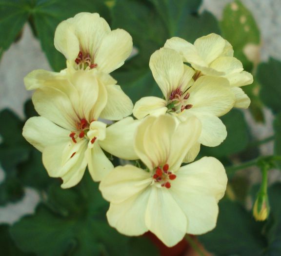 First Yellow - Iunie 2013 - Muscate Sieberz