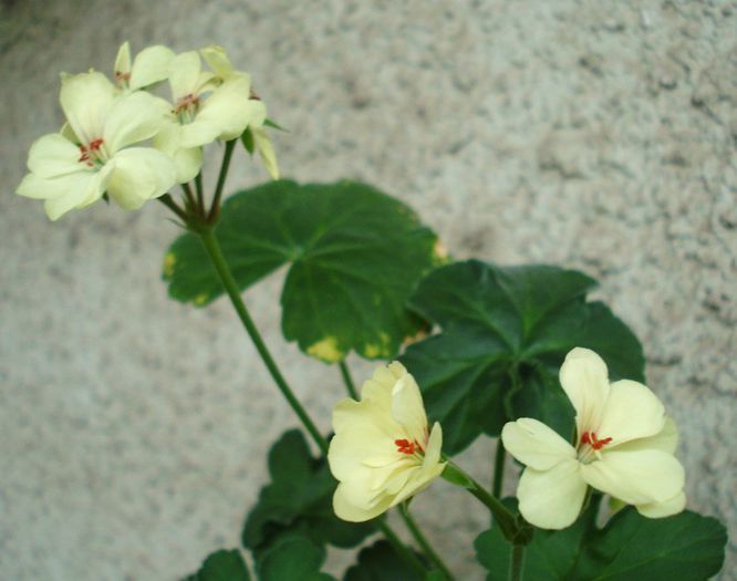 First Yellow - Iunie 2013 - Muscate Sieberz