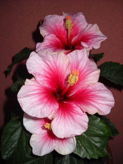 Trio intr-o zi !27.06.013