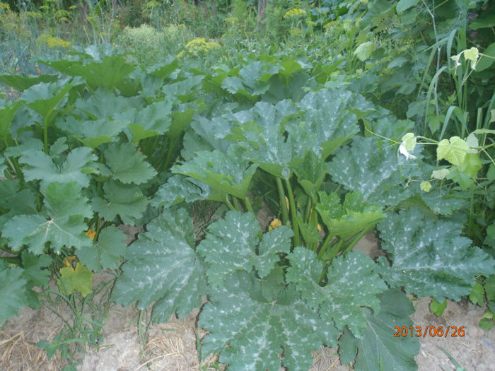 dovlecei la matusa in gradina - ANUL  2013