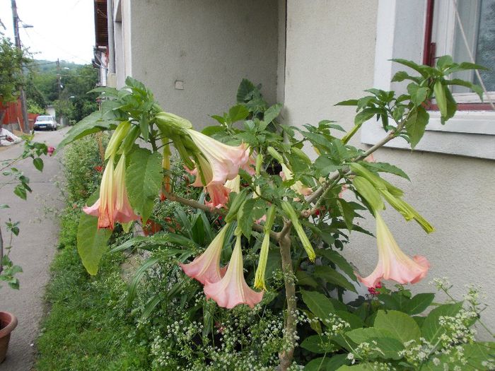 DSCN1777 - brugmansia si datura