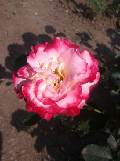2013-06-22 16.44.11 - Trandafiri