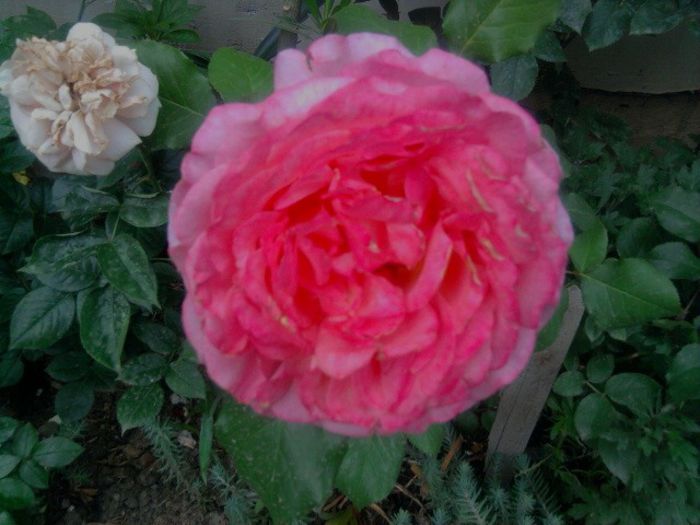 Fotografie2786 - albrecht durer