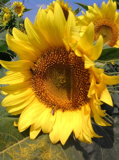 1 - Floarea soarelui 2013