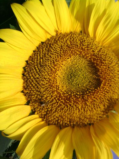 7 - Floarea soarelui 2013
