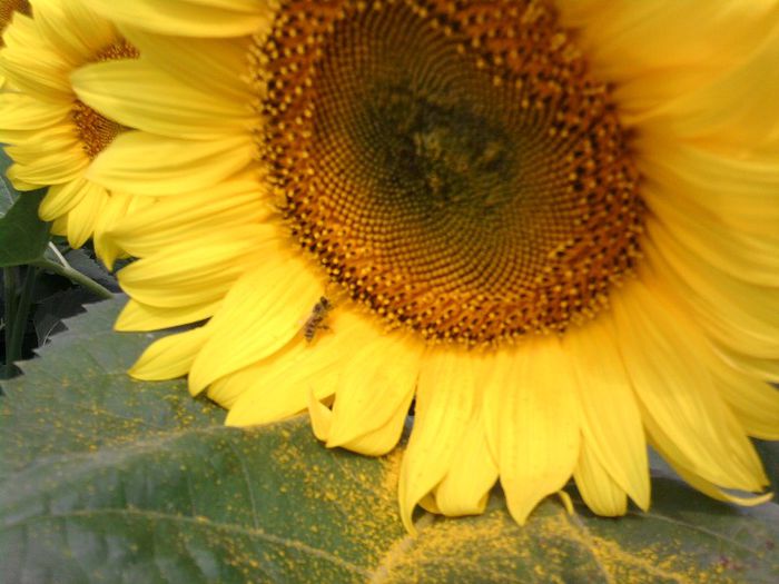 12 - Floarea soarelui 2013