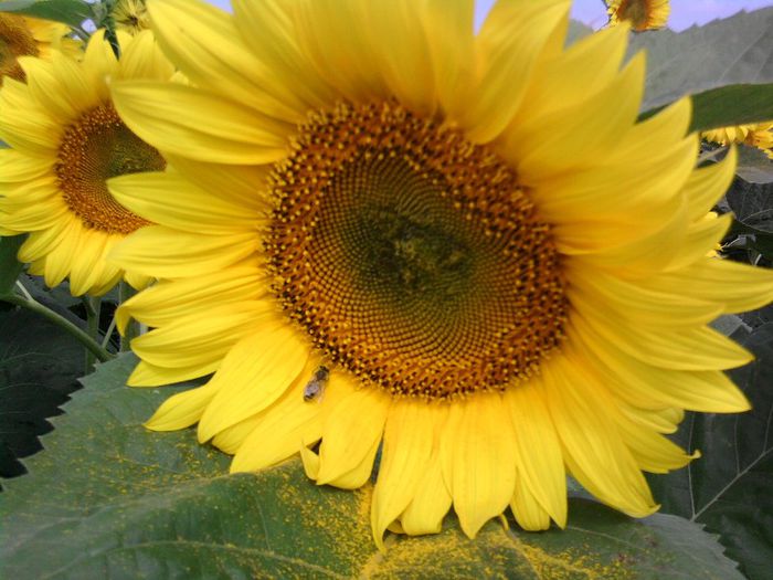 13 - Floarea soarelui 2013
