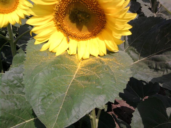 14 - Floarea soarelui 2013