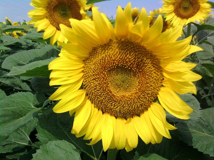 15 - Floarea soarelui 2013