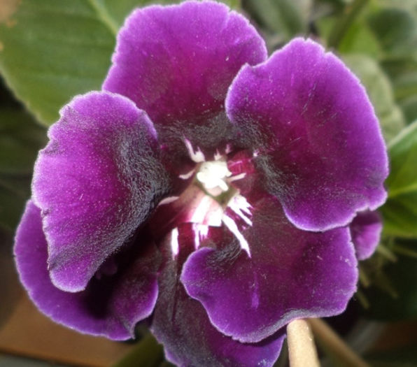 DSC01605 - gloxinii  si minisinningii 2013