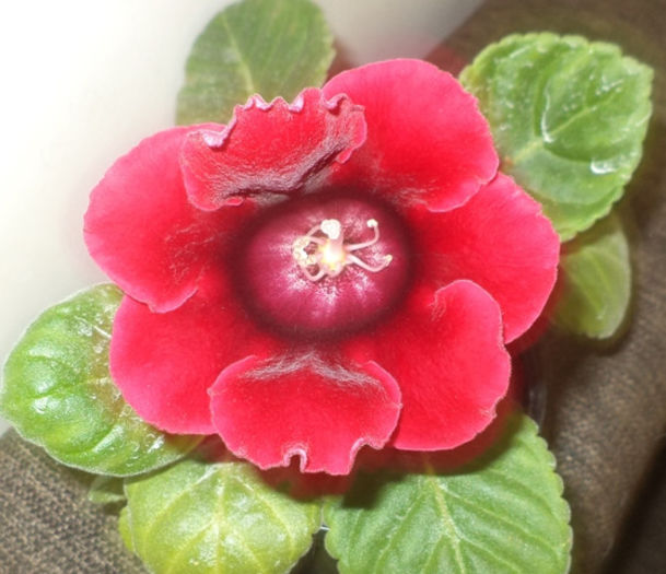 DSC01595 - gloxinii  si minisinningii 2013