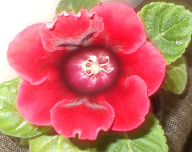 DSC01597 - gloxinii  si minisinningii 2013