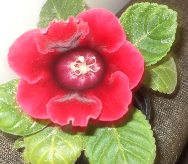 DSC01598 - gloxinii  si minisinningii 2013