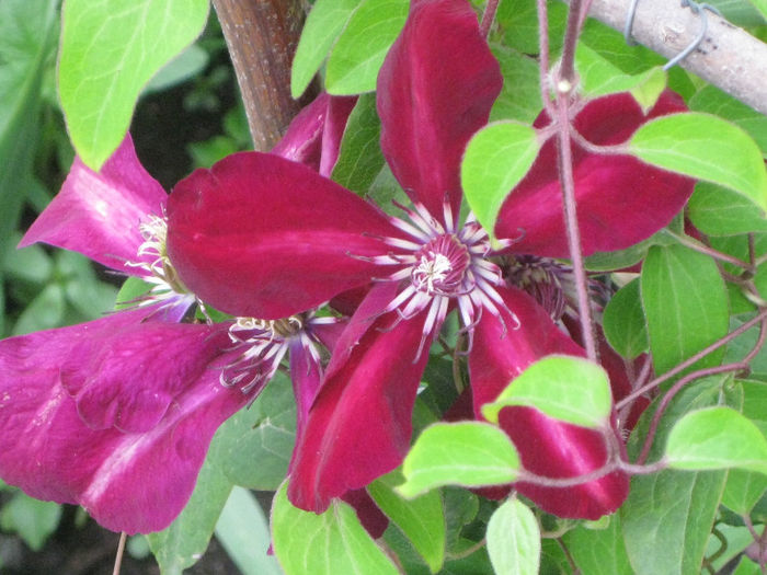 IMG_2529 - A    Inflorire CLEMATIS 2013  westerplatte