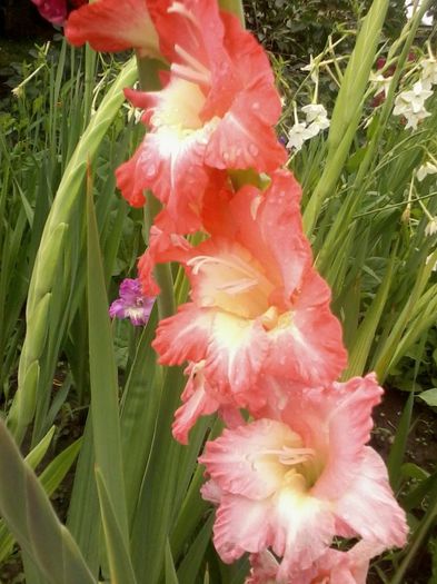 20130627_130915 - Gladiole