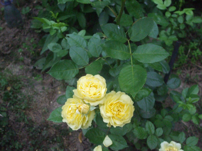 Anny Duperey - vara 2013