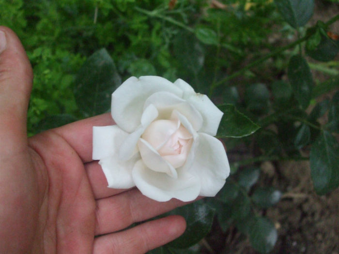 Martine Guillot - vara 2013