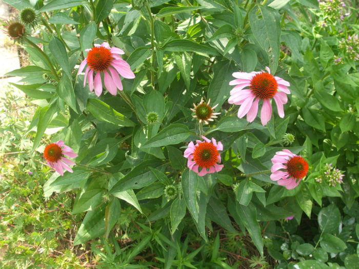 DSCF1949 - vara 2013