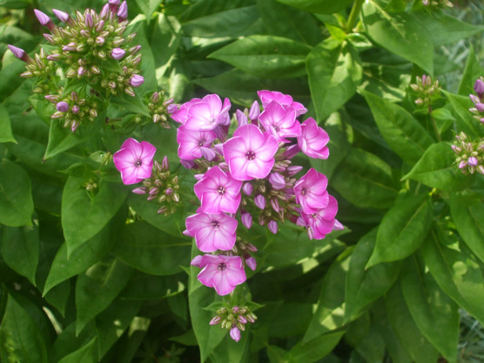 DSCF1950 - vara 2013