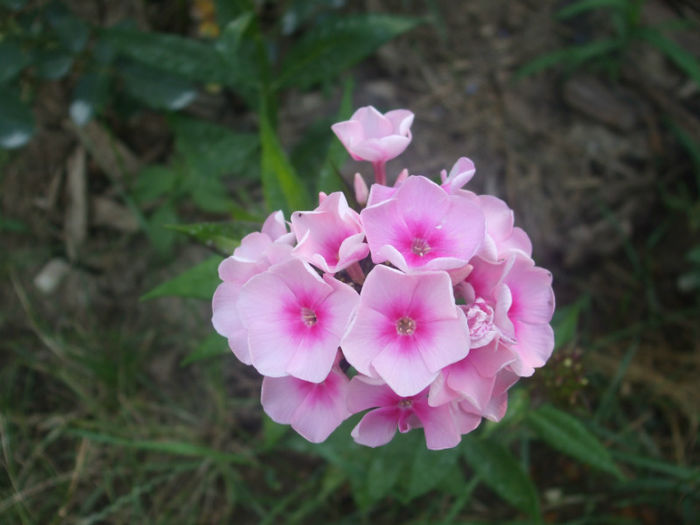 DSCF1953 - vara 2013