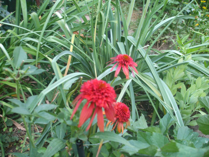 DSCF1956 - vara 2013