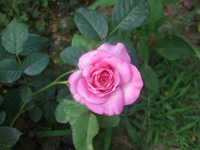 Florajet - vara 2013