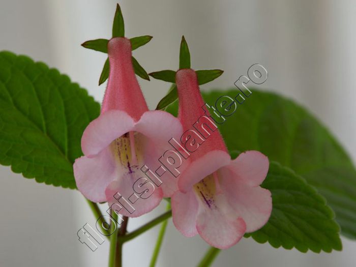 Sinningia California Gold - GLOXINIA _ SINNINGIA