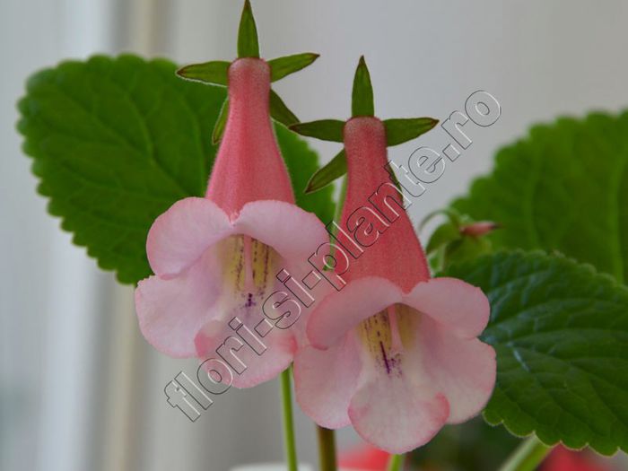 Sinningia California Gold - GLOXINIA _ SINNINGIA