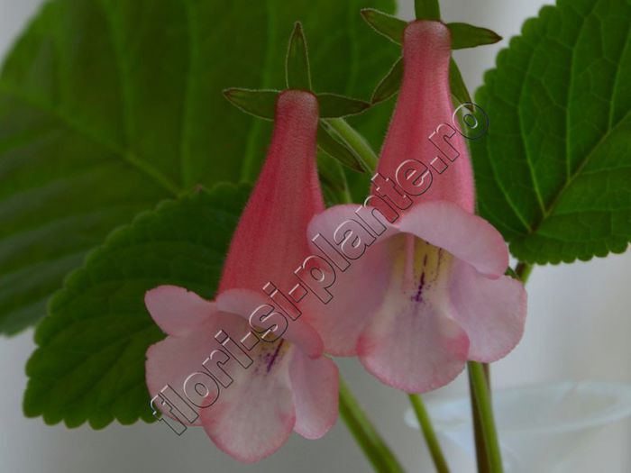 Sinningia California Gold - GLOXINIA _ SINNINGIA