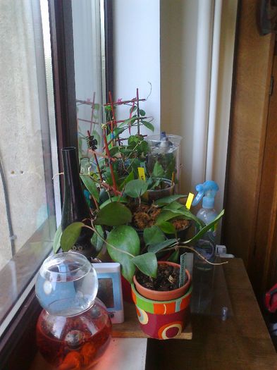 Fotografie2302 - Copy