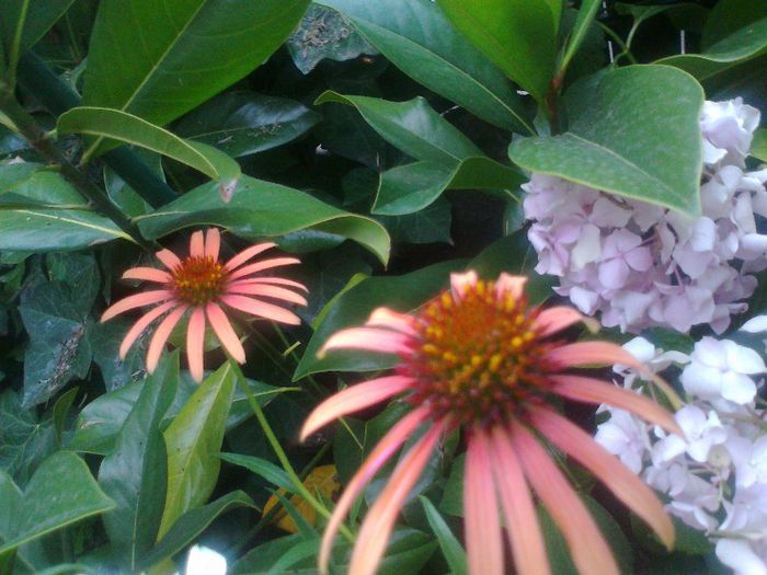 echinaceea diverse culori, nu destule