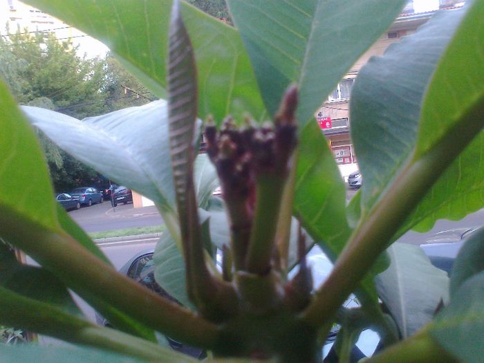 plumeria are boboci urrraaa !