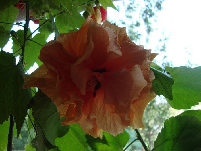  - hibiscusi