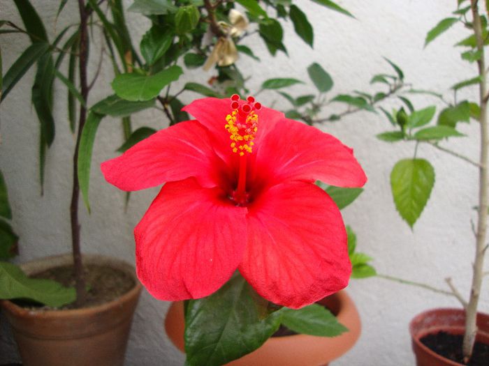  - hibiscusi