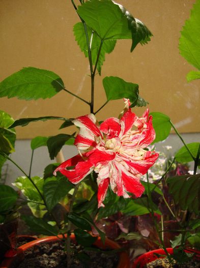  - hibiscusi